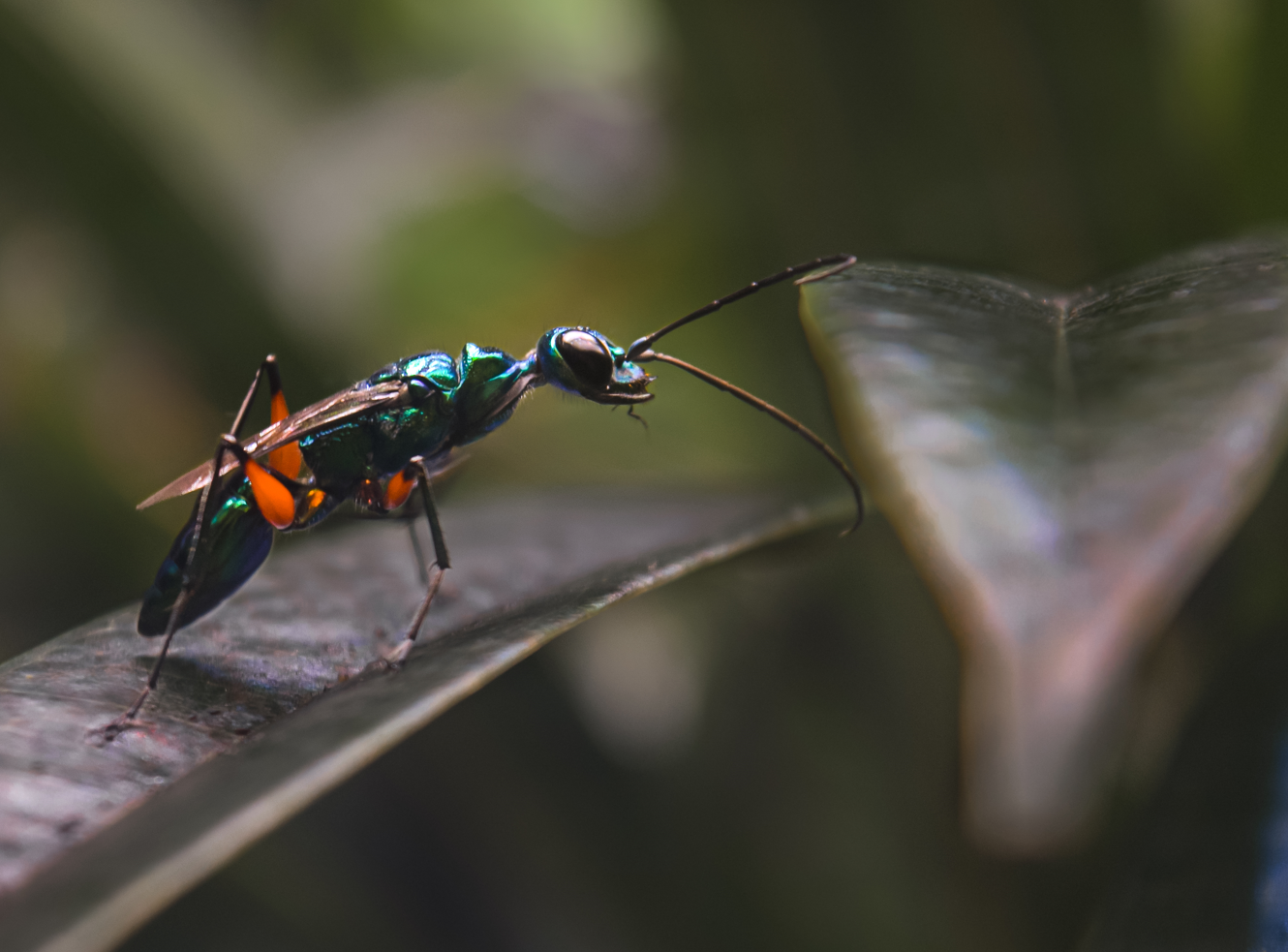 A jewel wasp, one of the winners of the 2022 BIAZA Photography Competition